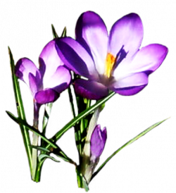lovely purple crocuses